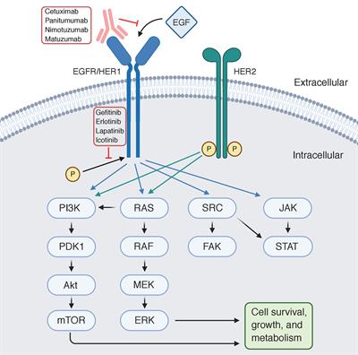 Frontiers | Targeting EGFR in Esophagogastric Cancer | Oncology